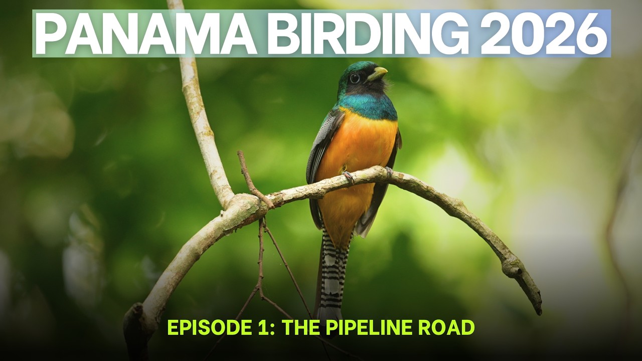 Panama Birding 2026 | Episode 1: The Pipeline Road