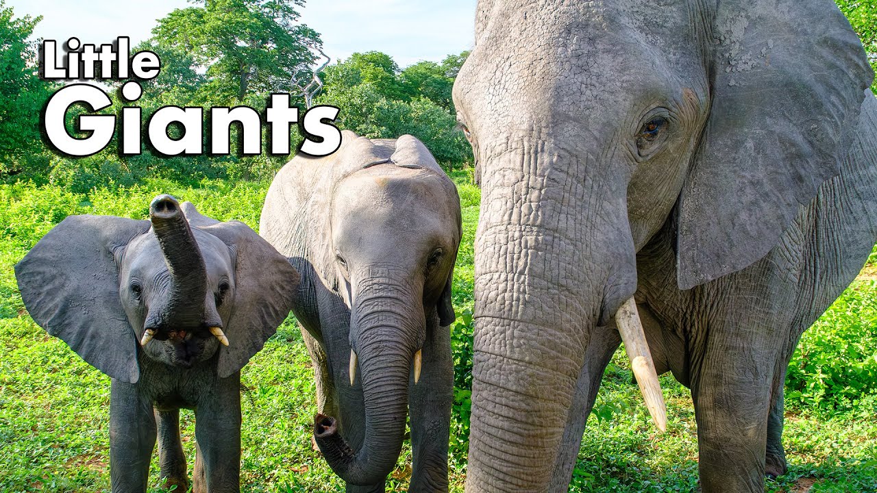 Little Giants: Baby Elephant's First Adventure ~Wildlife of Botswana - Chobe River Safari~ 4K