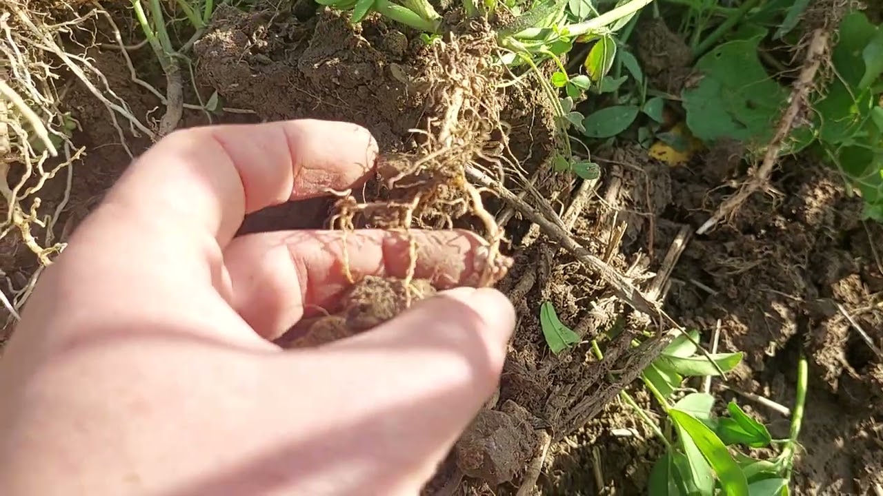 Směs meziplodin před kukuřici