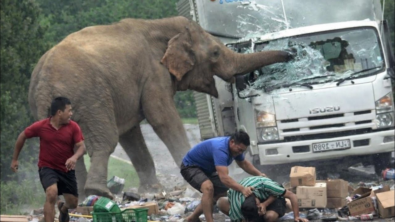 🚨 Elephant Attacks Truck on Road | People Run to Save a Fallen Man 😱🐘
