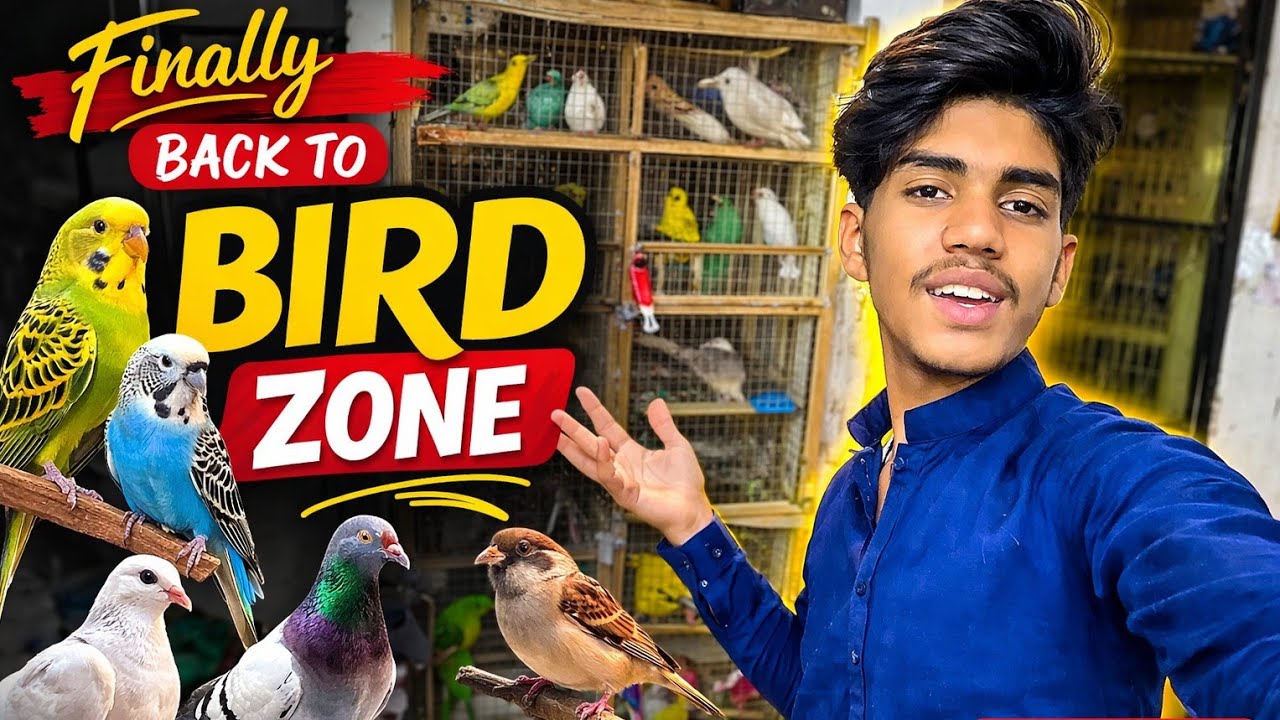 Finally Back To Bird Zone 😍 | Budgies, Pigeons & Beautiful Birds Vlog 🐦