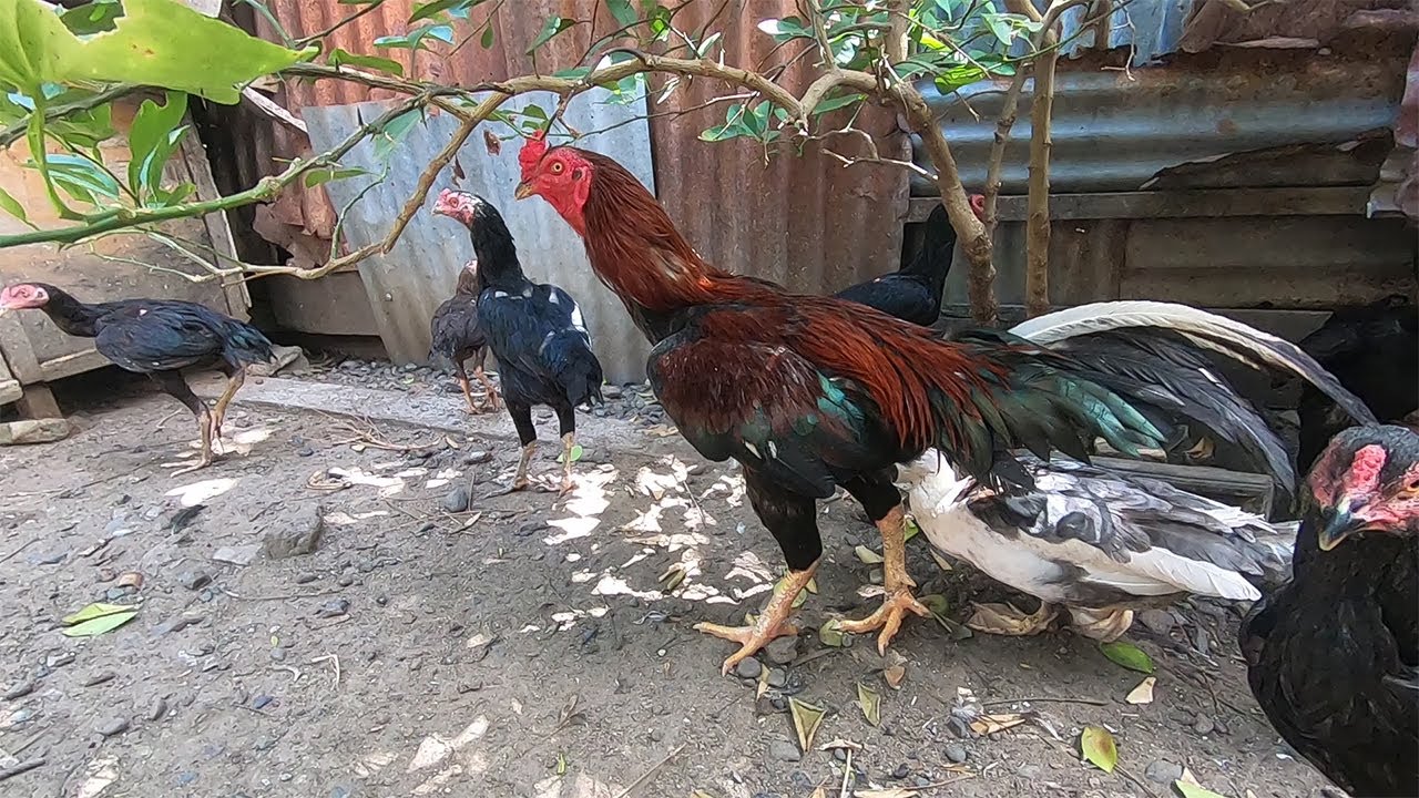 Perkembangan Ayam Bangkok Campuran Di Luar Kandang Daun Belimbing Wuluh | Ayam Kampung