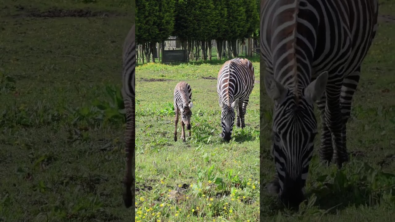 One day old baby zebra 😍🦓 #babyanimals