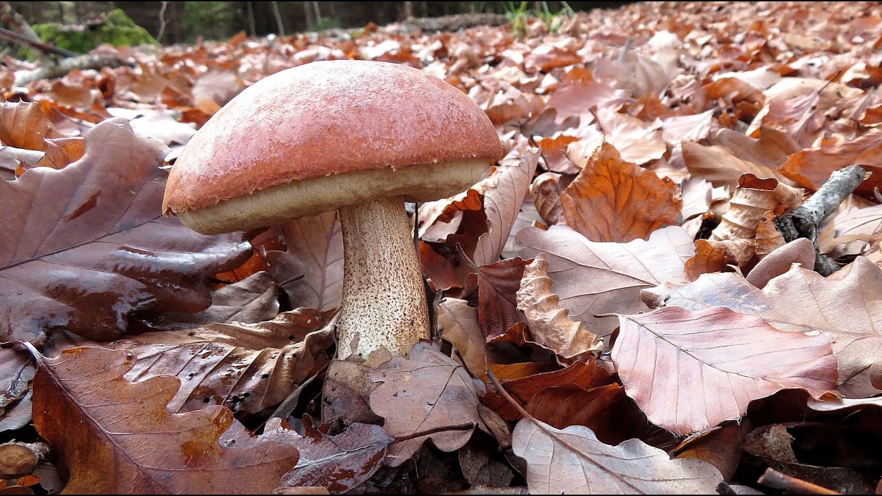 Ein Herbsttag im Schönbuch - 13. November 2025 - Autumn day in the Schoenbuch forests