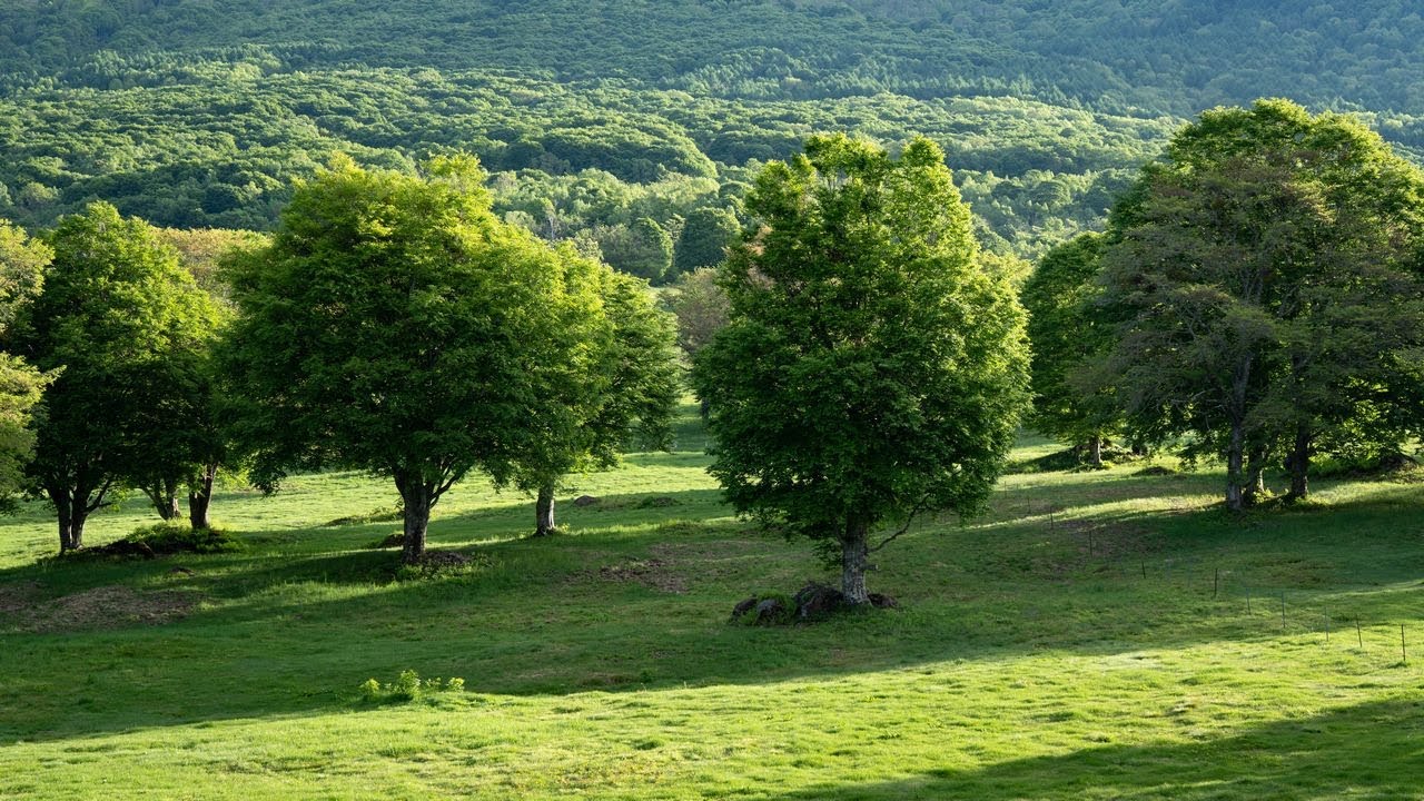 Fresh Green Plateau   新緑の高原