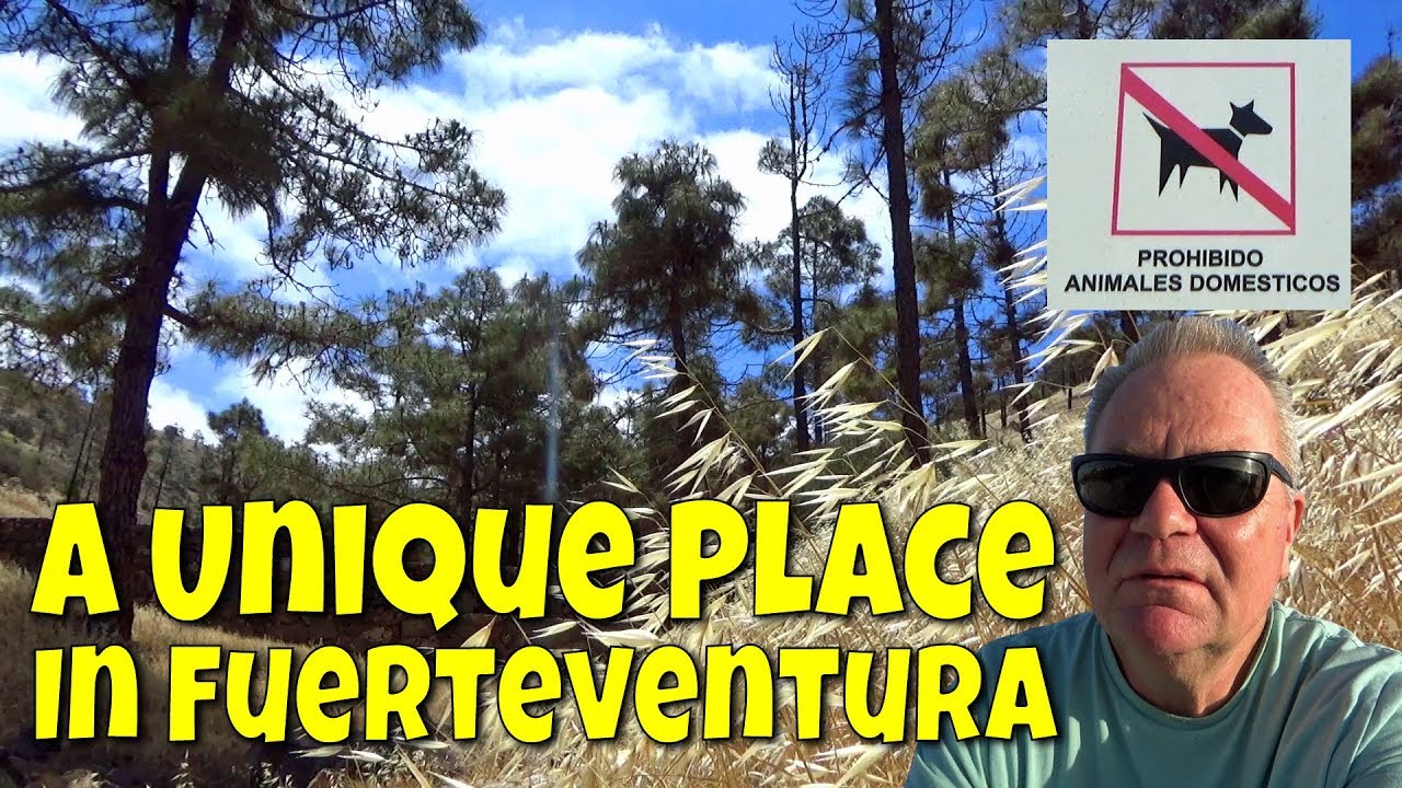 The only forest in Fuerteventura | El Pinar de Betancuria | What to do in Fuerteventura