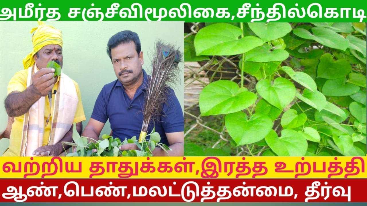 Seenthil kodi
