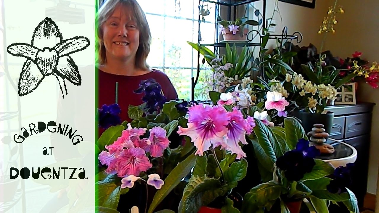 Streptocarpus - the pros & cons of growing & some flowers