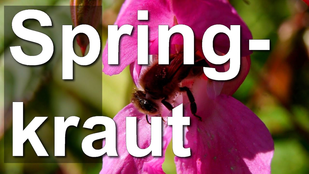Das Drüsige Springkraut - Impatiens glandulifera - die Indische Balsamine