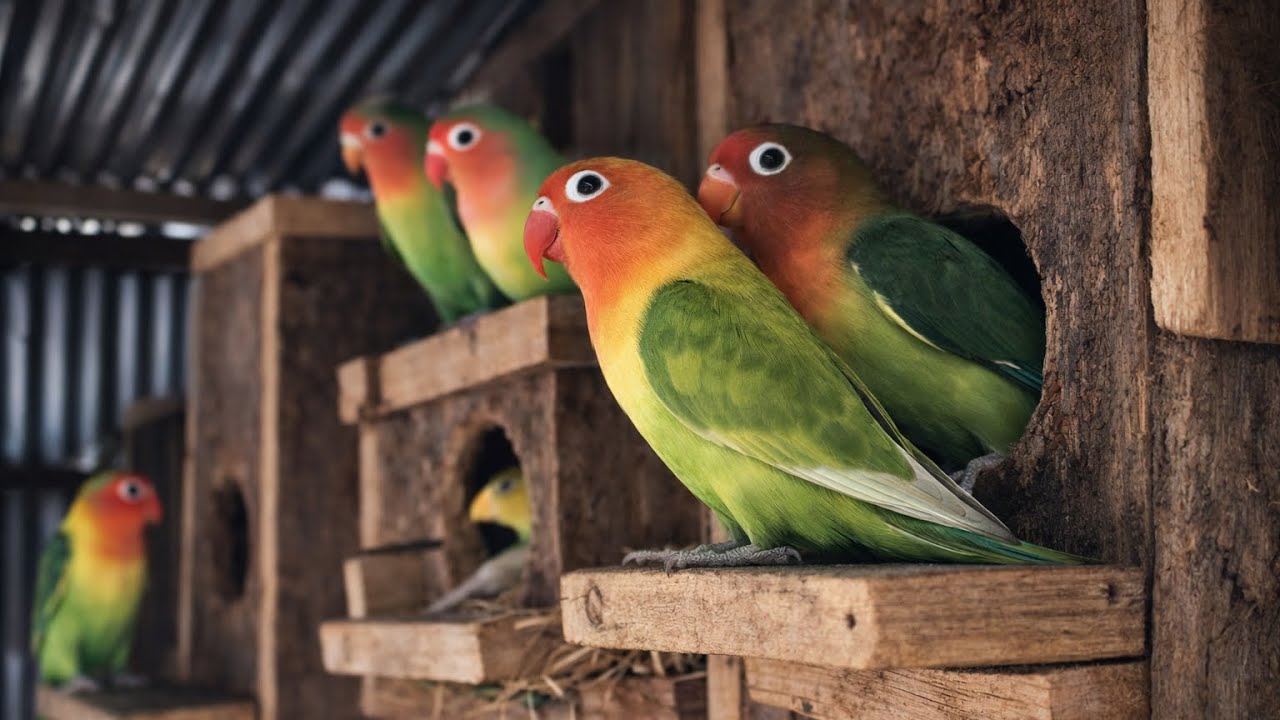 Colorful Lovebirds Nesting Together , Lovebirds Sounds #birds #lovebirds #cute #nature