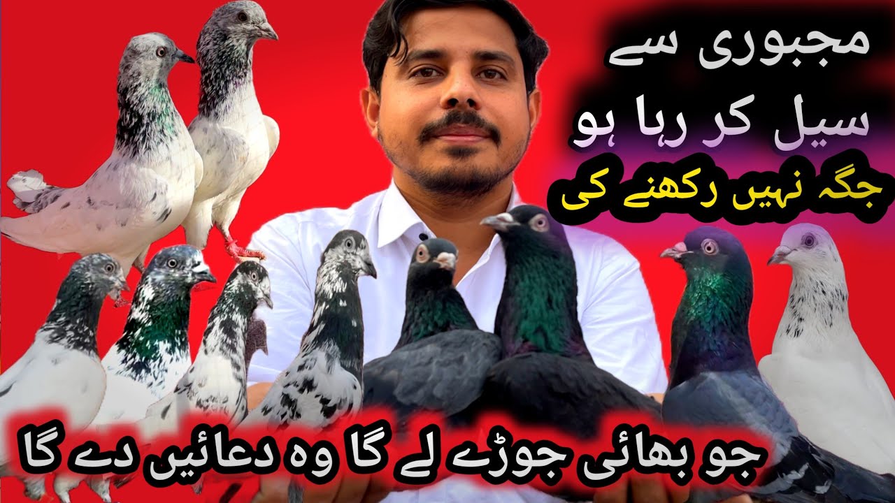 Piplan Wale + Sialkoti + Teddy Neelay Kamgar + Rampuri + Ali Wala | 10 Jode For Sale 📱 03103372394