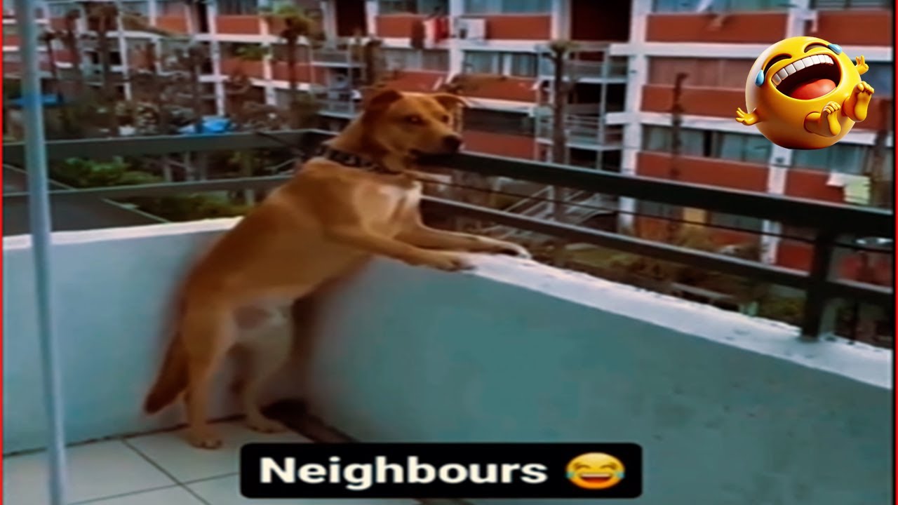 Laughter Marathon 1 Hour of Pure Comedy Gold! 🤣