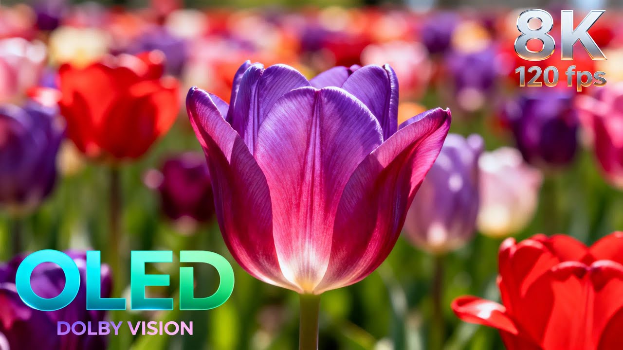 Timeless Beauty of Flowers | 16K HDR 240fps Dolby Vision | Very Beautiful