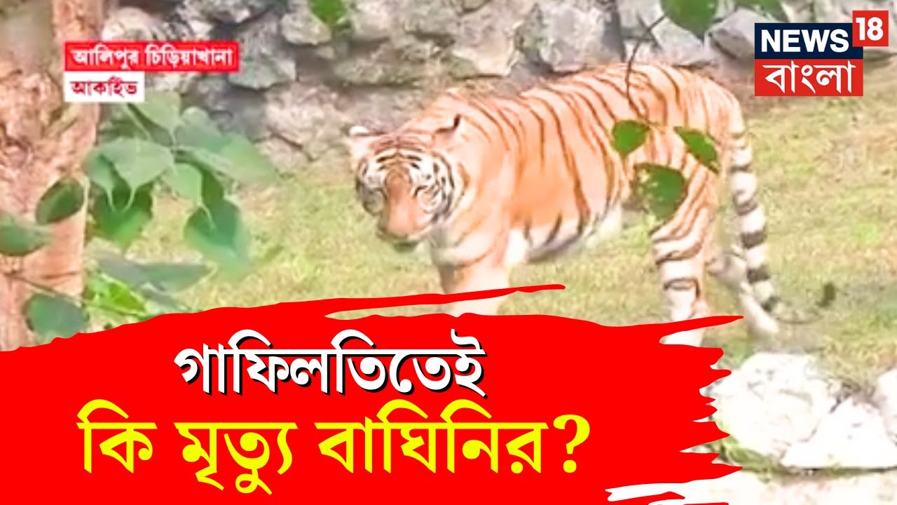 Kolkata News | ত্রুপ্তির মৃত্যুতে প্রশাসনিক গাফিলতি? চিড়িয়াখানা কর্তৃপক্ষের বিরুদ্ধে প্রশ্ন
