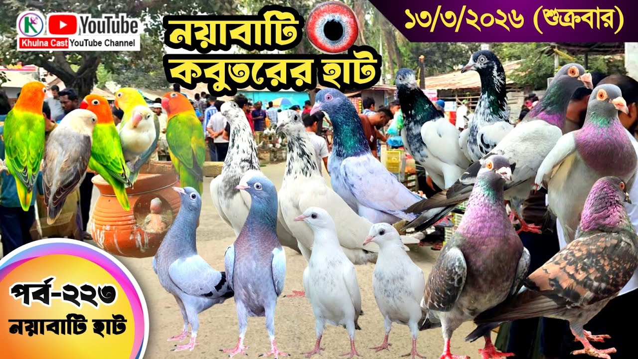 নয়াবাটি কবুতরের হাট পর্ব-২২৩।।খুলনা জেলার সবথেকে বড় কবুতরে হাট নয়াবাটী ।। the Largest pigeon market