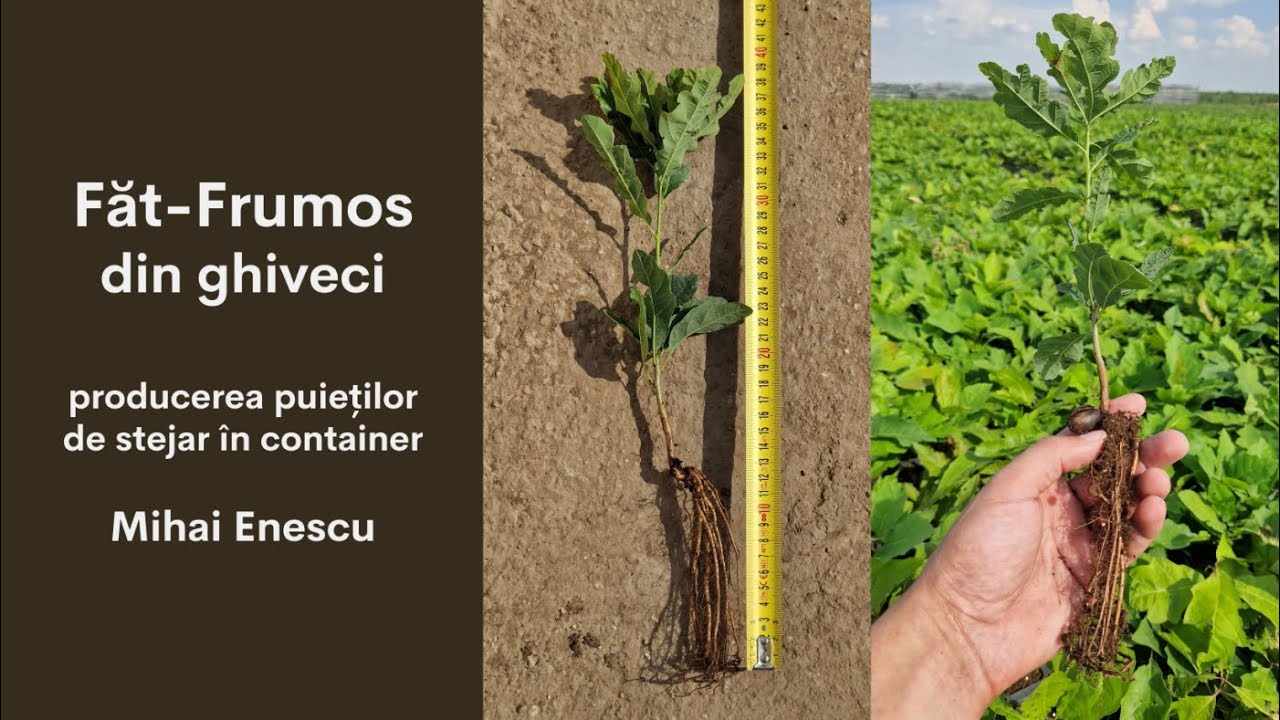 Făt-Frumos din ghiveci (producerea puieților de stejar în container)