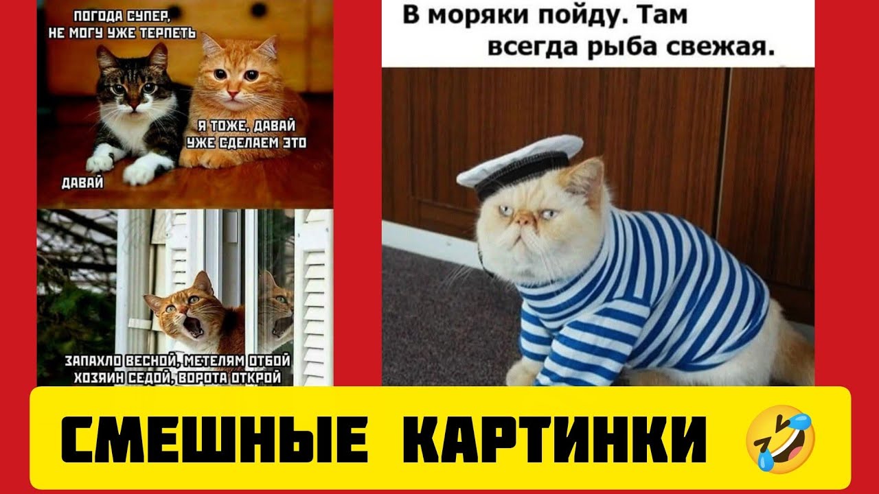 В моряки пойду. Там всегда рыба  🐟 свежая.😸смешные картинки🤣 и весёлая музыка 