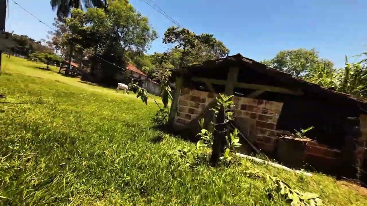 Voo a moda de vióla ! 