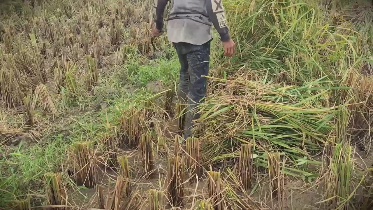 Manual Harvest: Cutting Golden Rice with a Simple Sickle _FarmersLife _Shorts