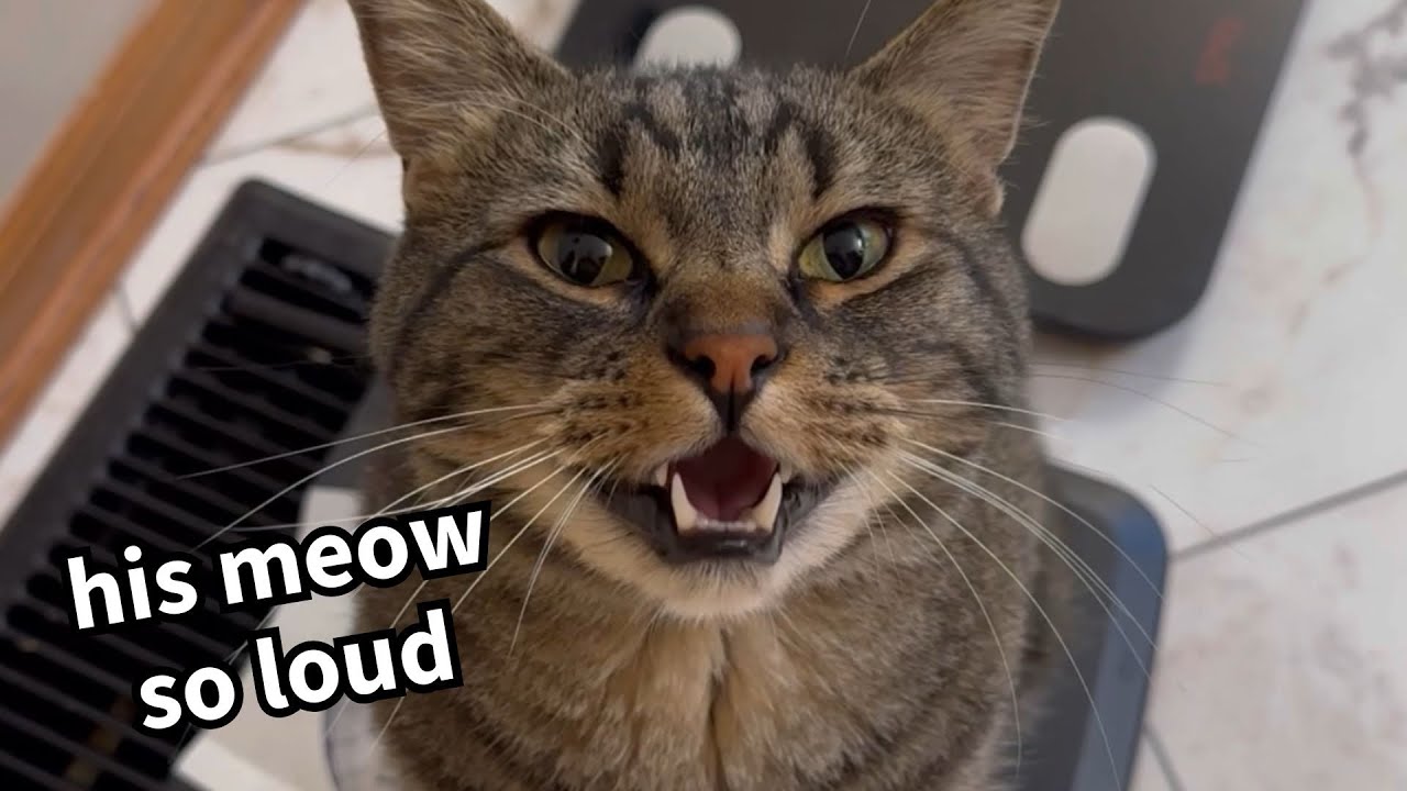 The loudest meowing cat on the internet (prove me I’m wrong)