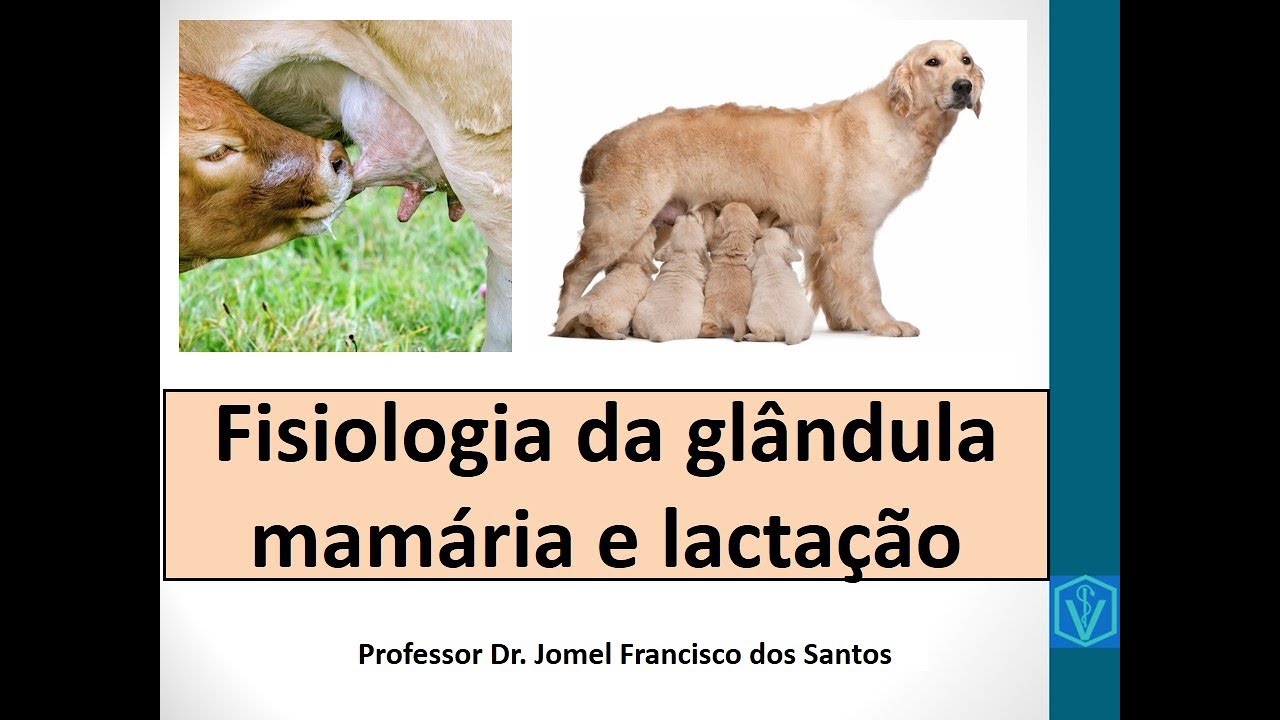 Fisiologia Da Lactação E Glândula Mamária | Mamogênese, Lactogênese, Galactopoese | Leite E Colostro