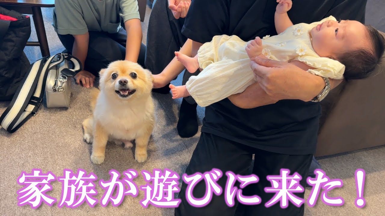 福島から家族が遊びに来て大喜びのポメラニアンが可愛過ぎました…笑