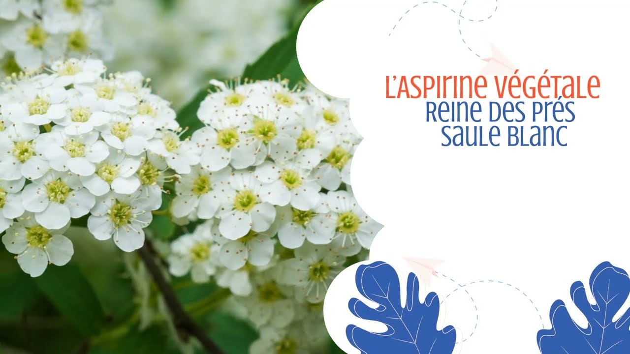 L&rsquo;Aspirine v&eacute;g&eacute;tale : la Reine des pr&eacute;s et le Saule blanc