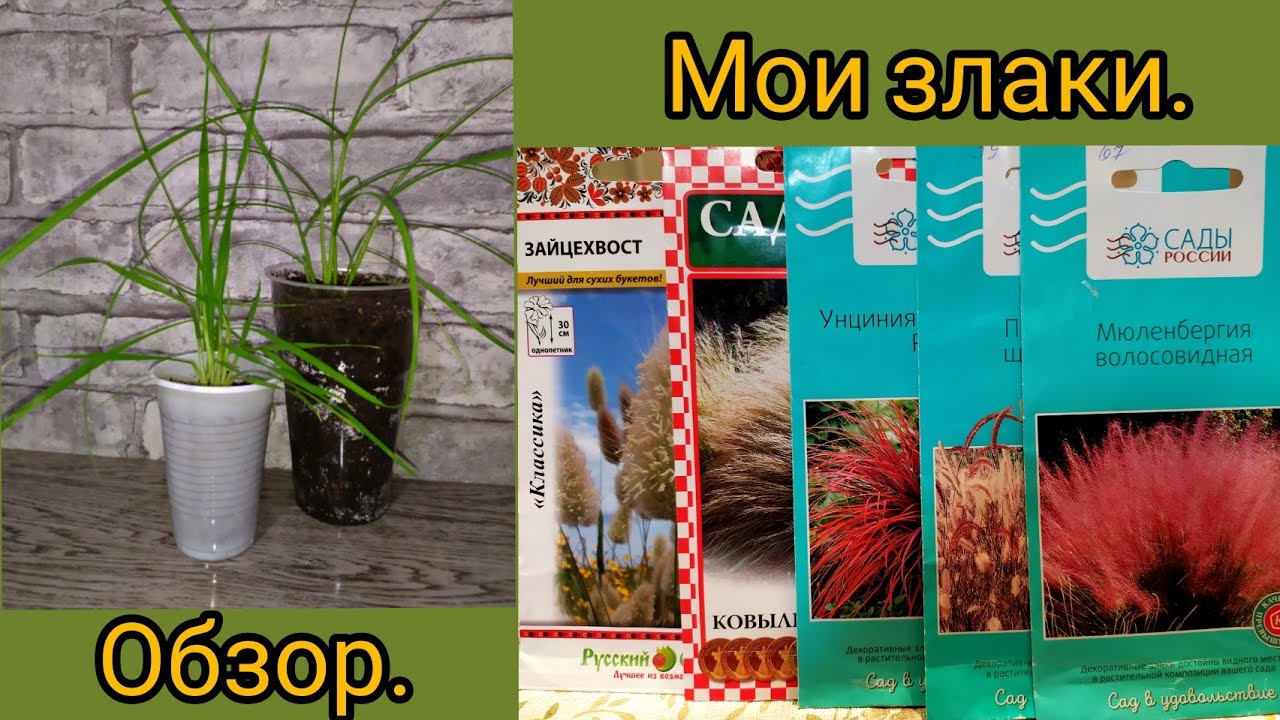 Злаки для сада. Моя рассада декоративных злаков. Какие злаки растут быстро , а какие медленно.