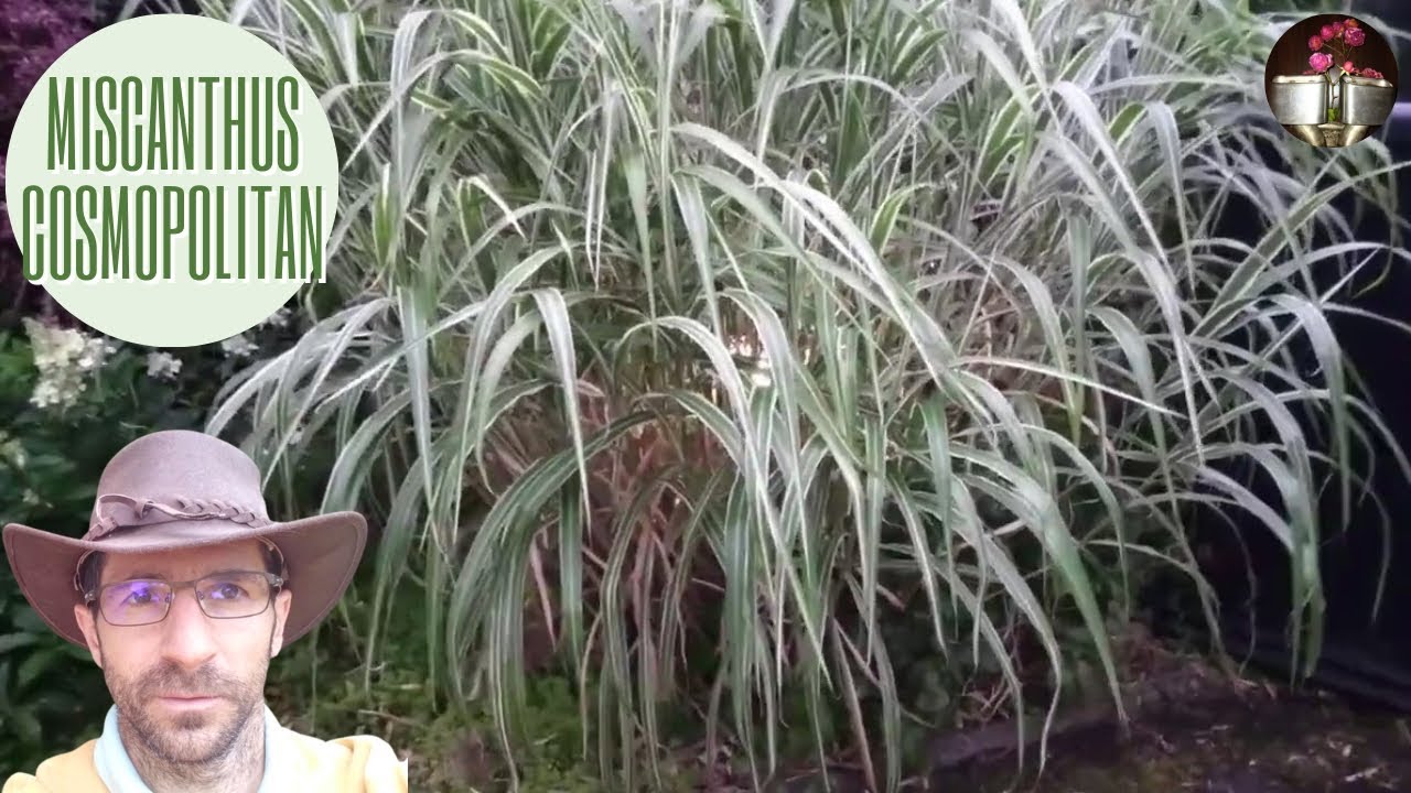 Miscanthus Cosmopolitan , une graminée géante