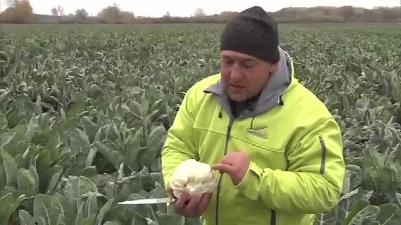 Цветная капуста Форталеза бренда Seminis - надежность и качество в любых условиях!