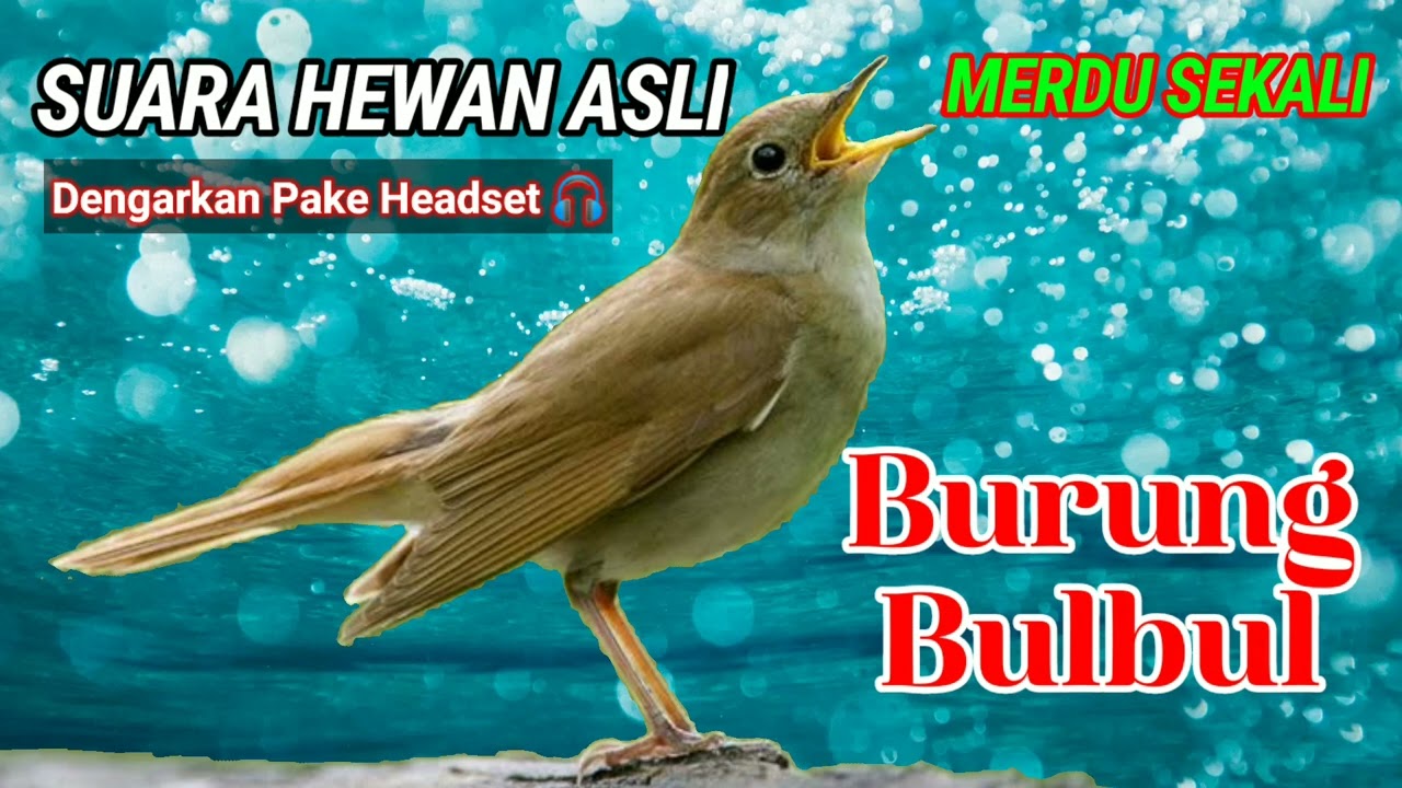 [ASMR] SUARA BURUNG BULBUL KESUKAAN WANITA YA BURUNG