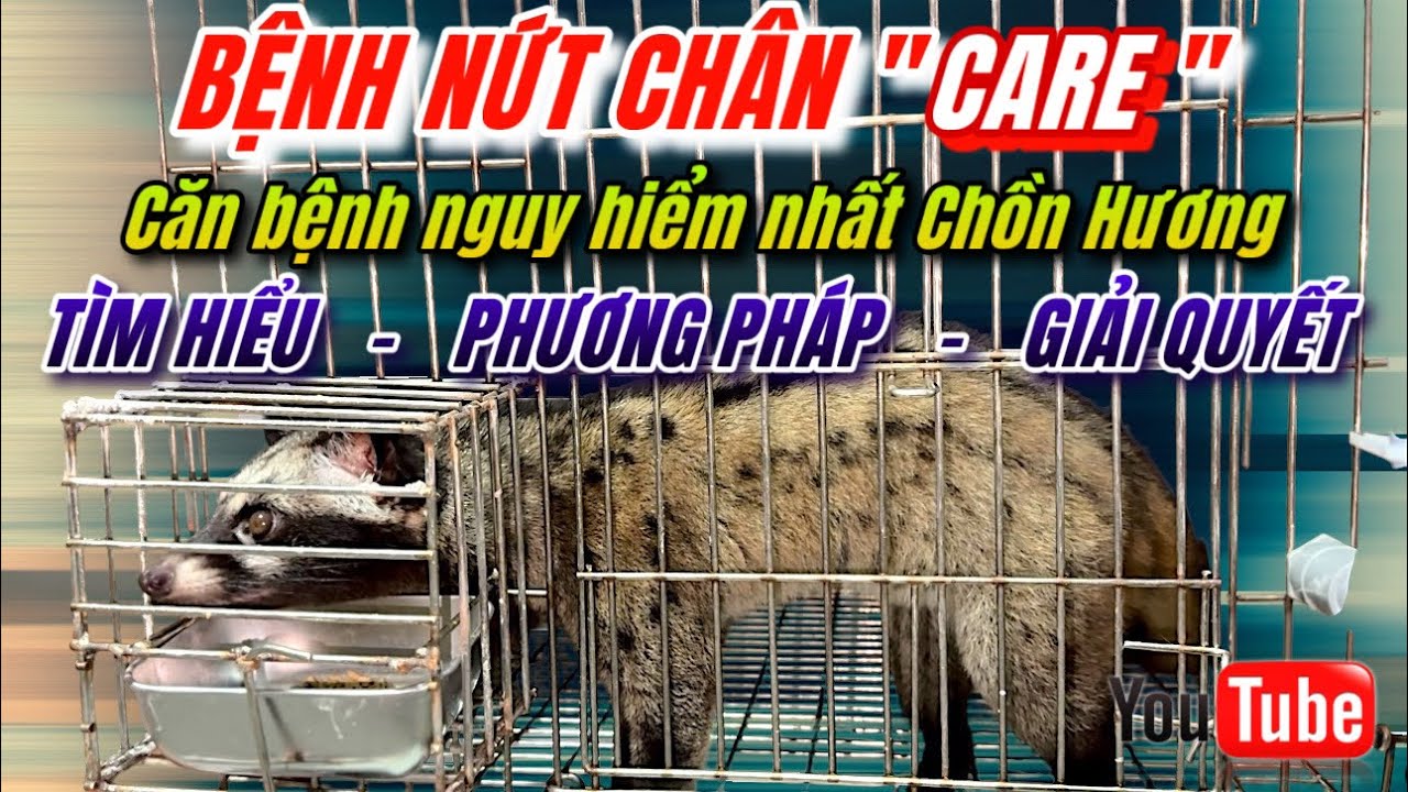 Chia sẻ BỆNH NỨT CHÂN (CARE) - Căn bệnh nguy hiểm nhất Chồn hương. Liệu chăng có cách nào Điều trị ?