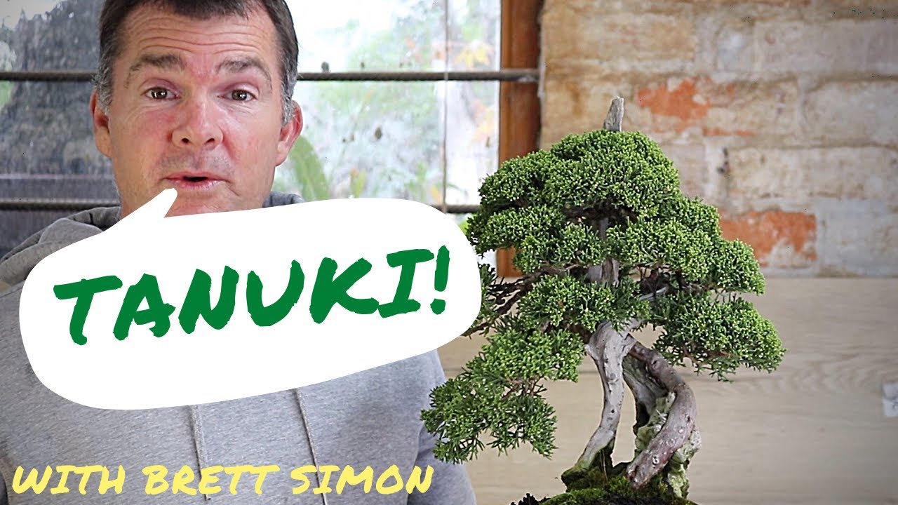How to make a Tanuki bonsai