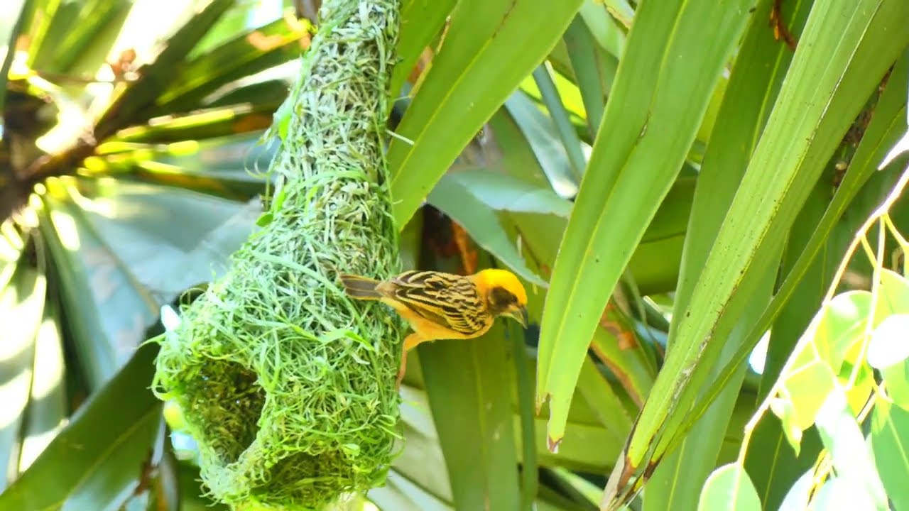 Impressive of Bird Construction Golden Bird Build Nest baby bird in nest Ep64