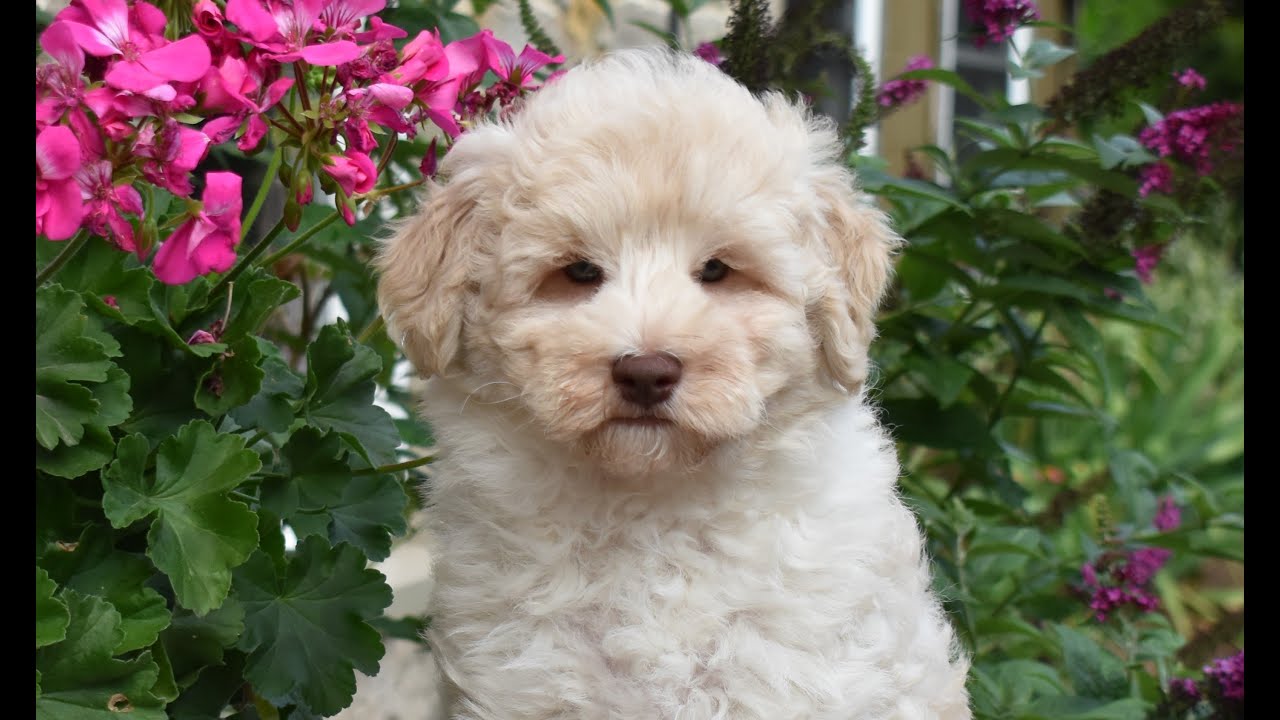 Schnoodle Puppy for Sale