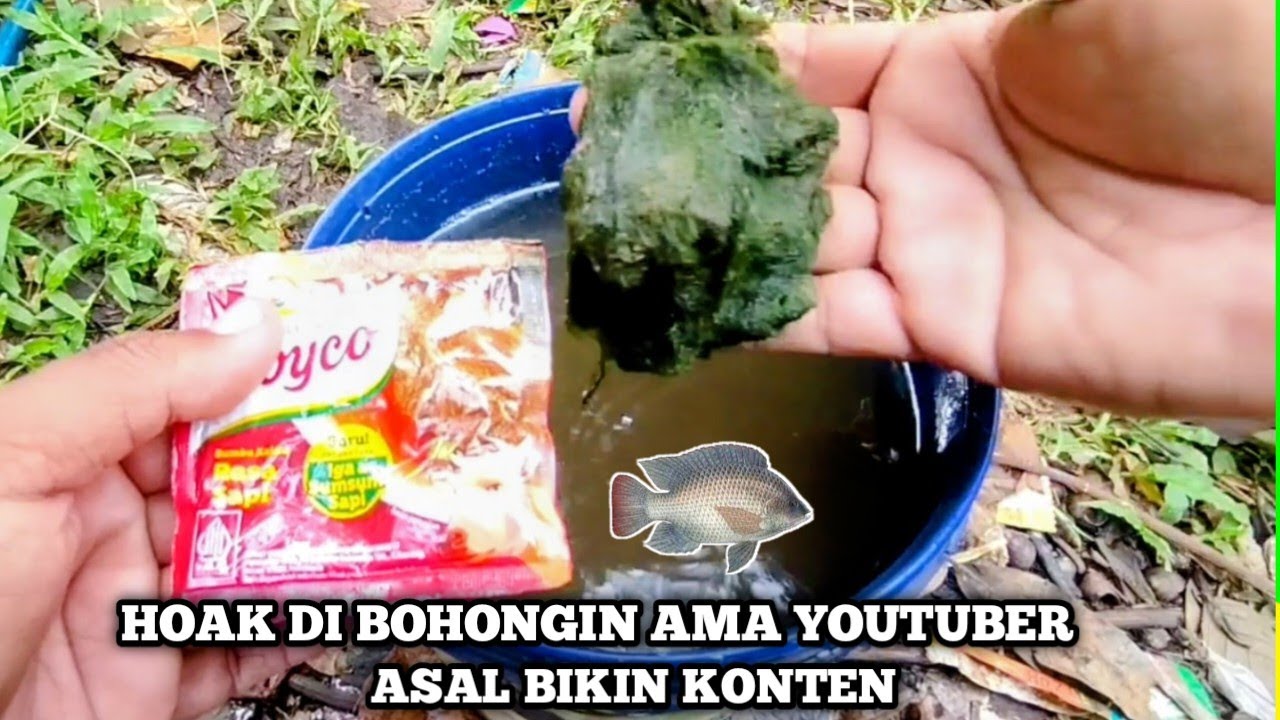 Pemancing ikan nila wajib tau ‼️Essen royco 