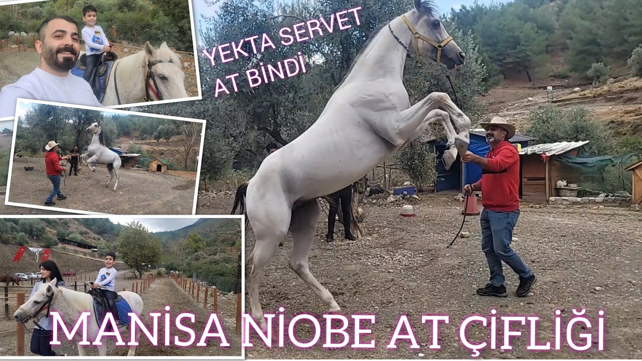 YEKTA SERVET  AT BİNDİ (🐎 MANİSA NİOBE AT ÇİFLİĞİ 🐎)