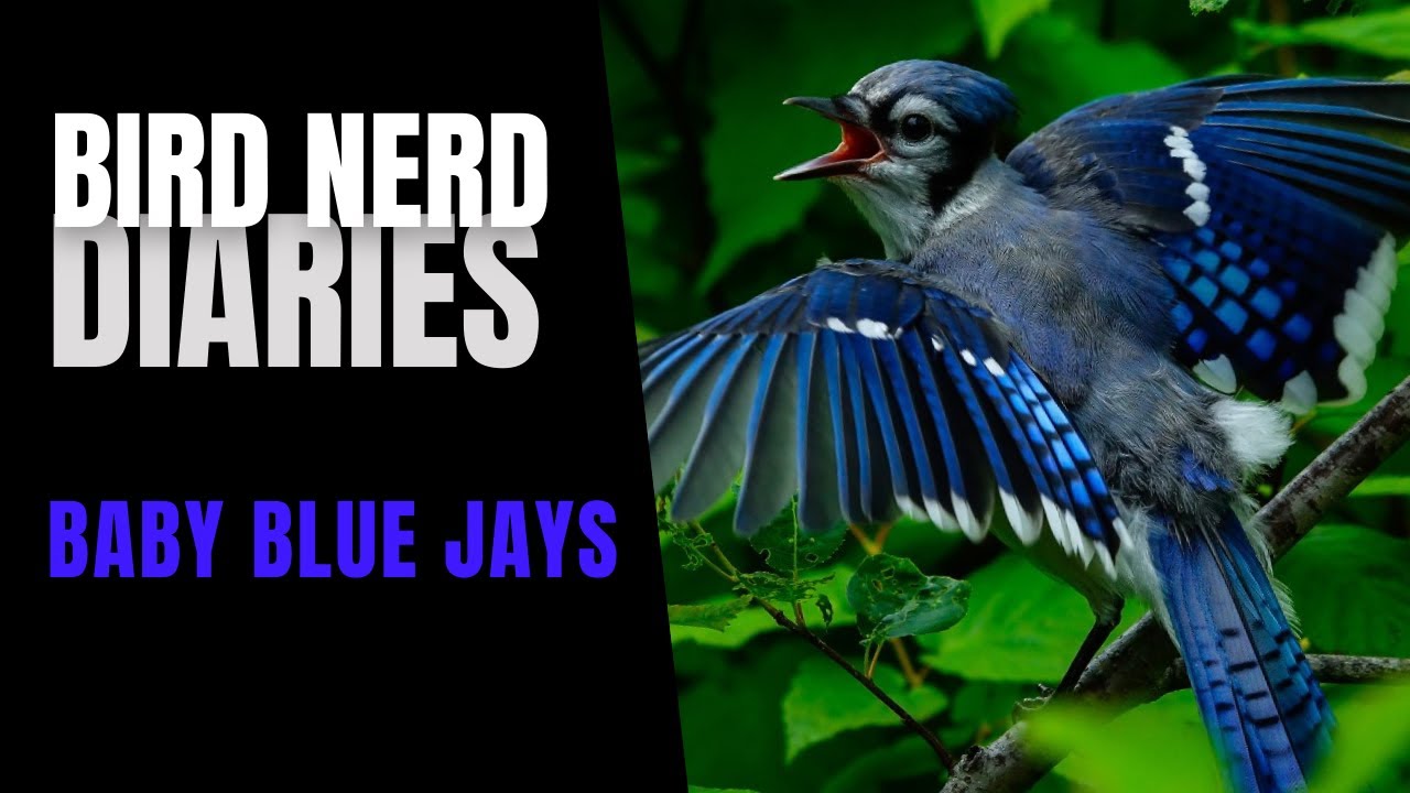 Baby Blue Jays | Bird Nerd Diaries