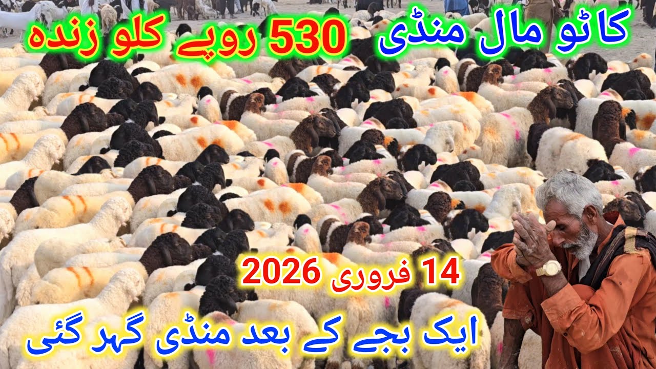 14 February 2026 ڈیرہ غازی خان منڈی دن ایک بجے کے بعد منڈی گر گئی کاٹو مال جانور کا ریٹ چیک کریں 
