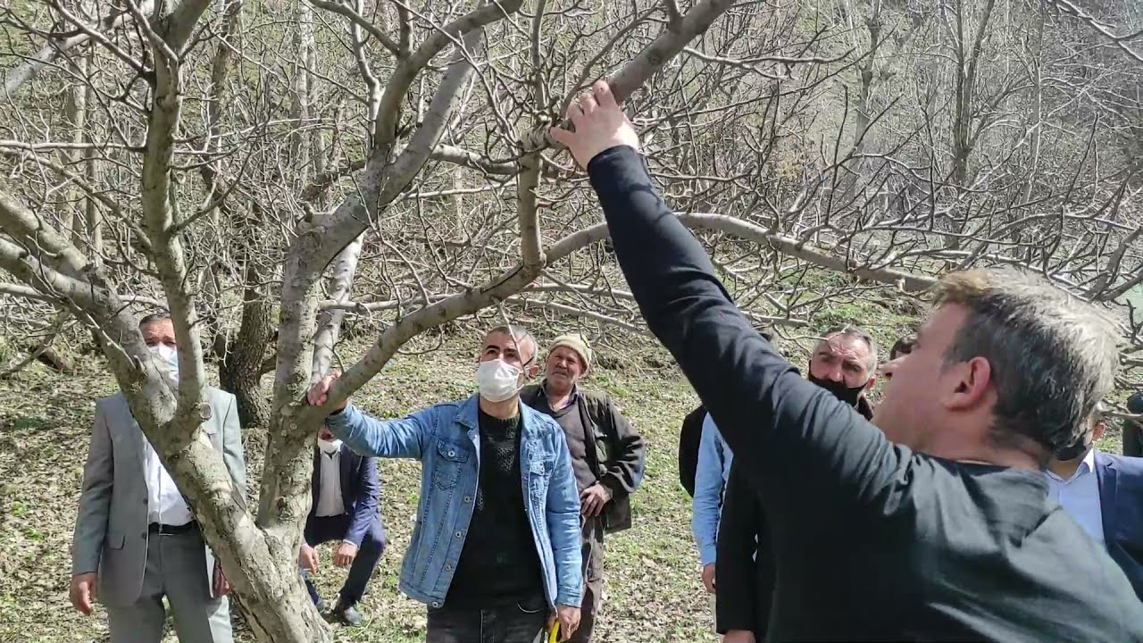 Çatak  Meyve Ağacı Budama Kursu