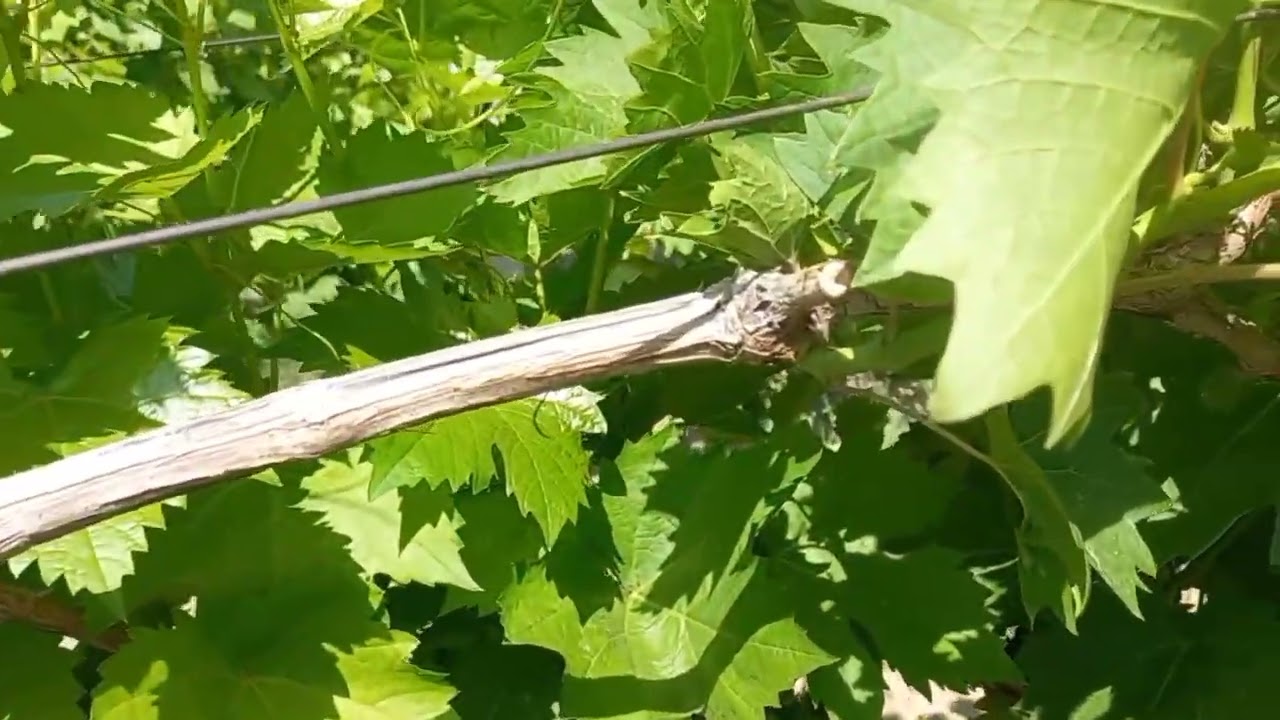 World Famous Witch Finger Grapes #nature #fruitcultivation #farming #nature #farming #fruitfarming