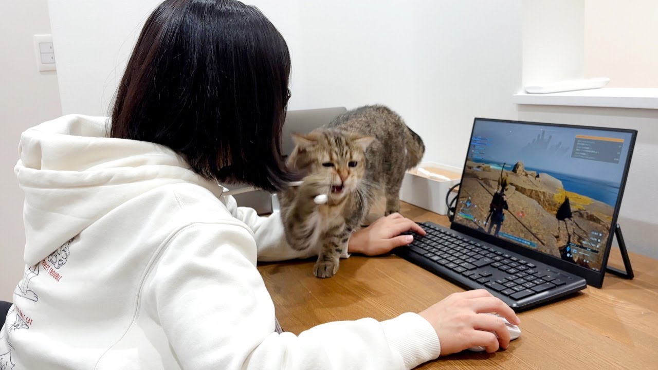 ゲームにハマりすぎた妹に猫がついにキレた！？