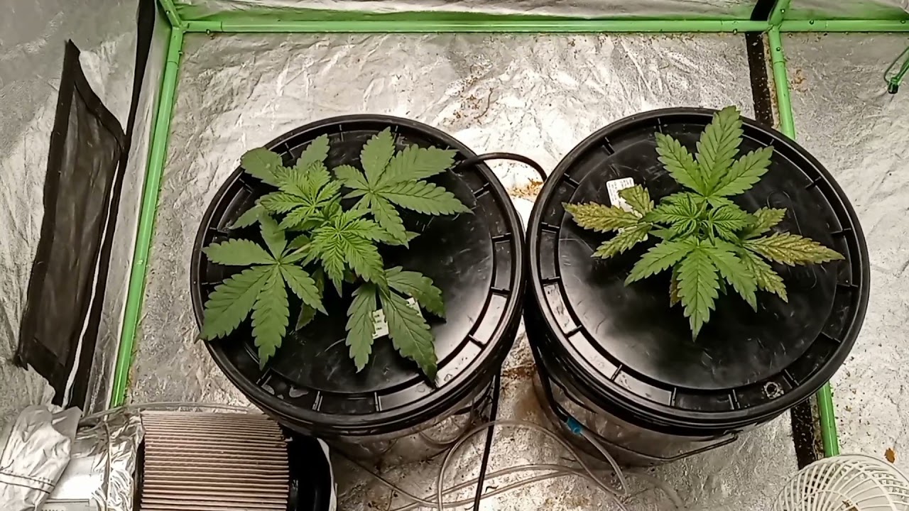 Fastbuds Forbidden Runtz Day 21