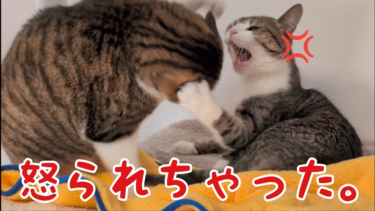 しつこすぎて怒られちゃった！ vol.1515