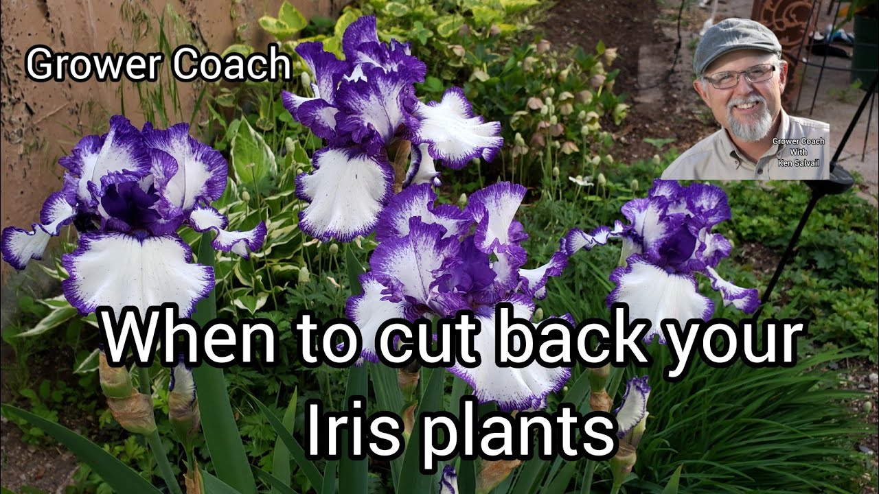 When to cut back your Iris