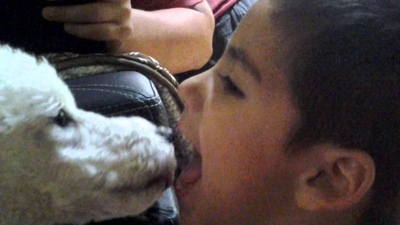 Dog kissing