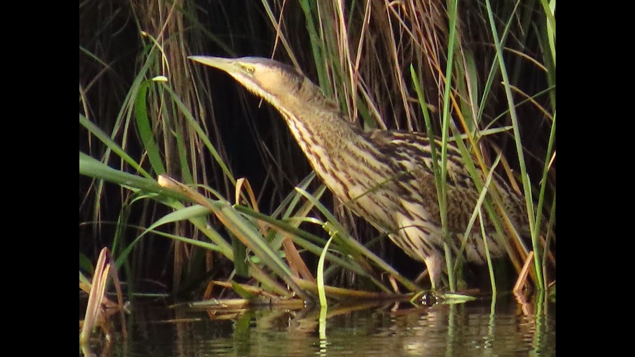 Roerdomp, Eurasian Bittern, Butor étoilé, Oost-Maarland.