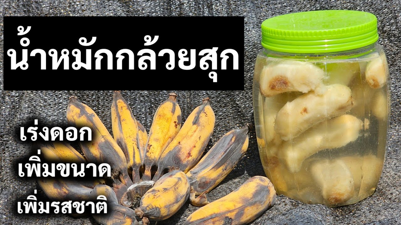 น้ำหมักกล้วย เร่งดอก เร่งโต เพิ่มรสชาติ