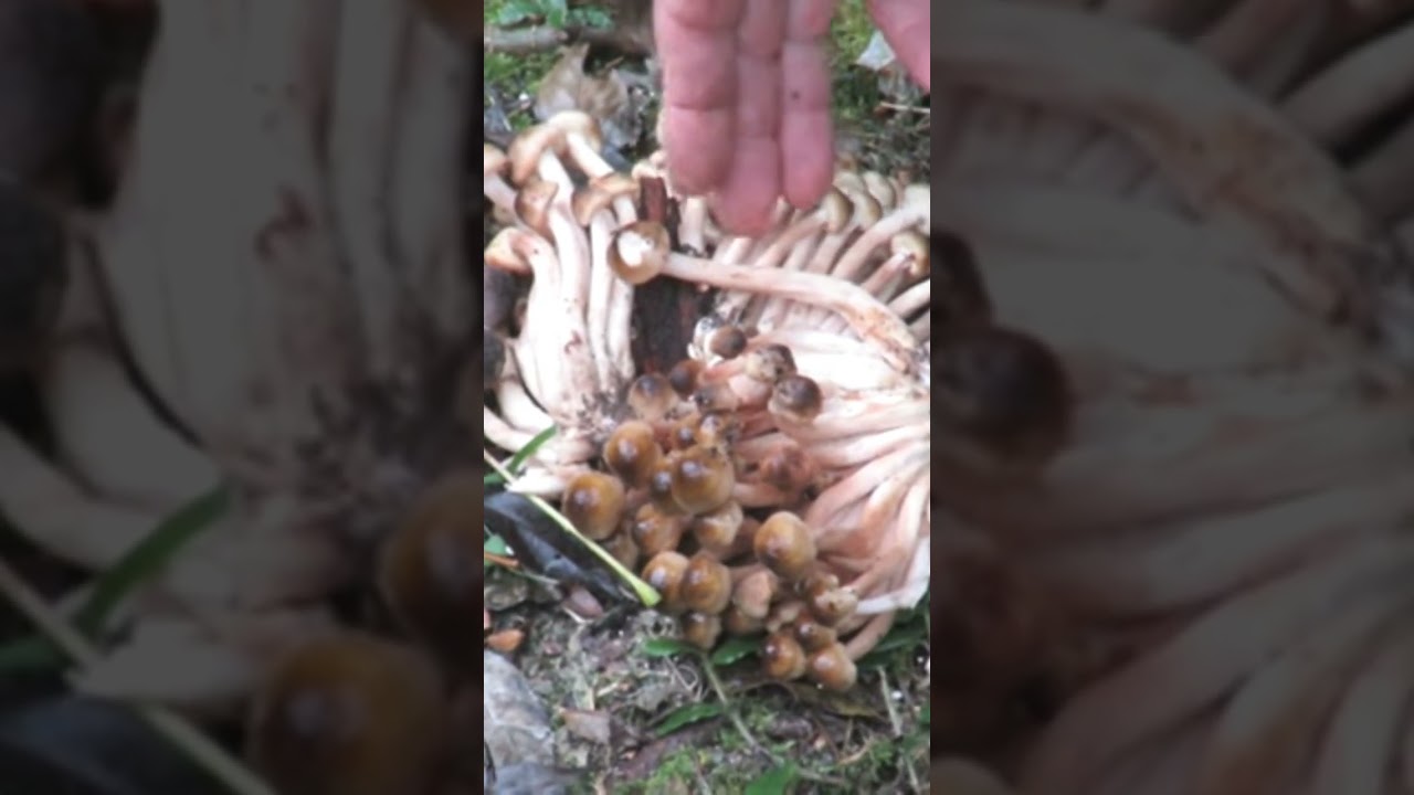 Riecco i chiodini : attenti a confusioni pericolose!!! #shortvideo #nature #funghi