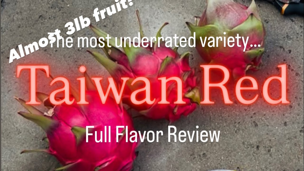 Taiwan Red dragon fruit the most underrated variety. Almost 3 lb. fruit! Late season harvest 2025